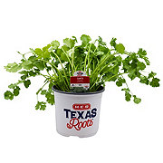 H-E-B Texas Roots Cilantro Santo Herb