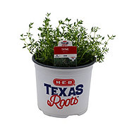 H-E-B Texas Roots Thyme Herb