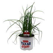 H-E-B Texas Roots Herbs Chives Onion Plant