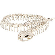 Destination Holiday Halloween Snake Skeleton