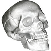 Destination Holiday Halloween Skeleton Skull - Silver