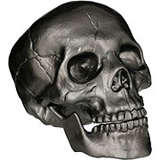 Destination Holiday Halloween Skeleton Skull - Slate