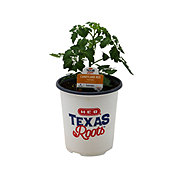 H-E-B Texas Roots Candyland Red Tomato Plant