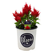 Spring Creek Growers Bloom Republic Celosia - Flamma Red