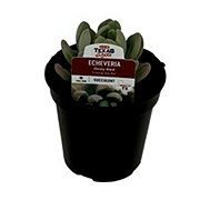 H-E-B Texas Roots Echeveria Gray Red Succulent