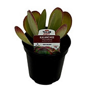 H-E-B Texas Roots Kalanchoe Thyrsiflora