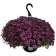 H-E-B Texas Roots Skyfall Mum - Purple