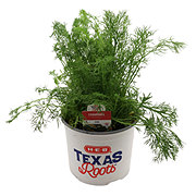 H-E-B Texas Roots Herbs - Chamomile