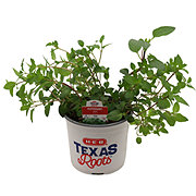 H-E-B Texas Roots Herbs - Peppermint Mint