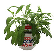 H-E-B Texas Roots Herbs - Sage