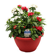 H-E-B Texas Roots Dianthus Bowl