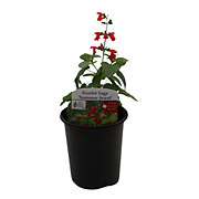 Spring Creek Growers Native Plant Society of Texas - Scarlet Sage Summer Jewel