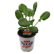 H-E-B Texas Roots Jade Cross Brussel Sprout Plant