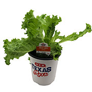 H-E-B Texas Roots Great Lakes Lettuce Plant