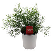 Spring Creek Growers Asparagus Fern Pot