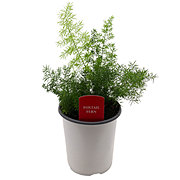 Spring Creek Growers Foxtail Fern Pot