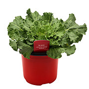 SPring Creek Growers Kale Crystal Snow White Pot