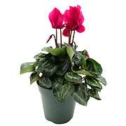 H-E-B Cyclamen Dark Violet