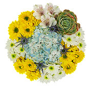 https://images.heb.com/is/image/HEBGrocery/prd-small/blooms-by-h-e-b-lone-star-living-flower-bouquet-001828050.jpg