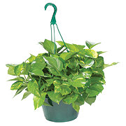 H E B Texas Backyard Pothos Hanging Basket Potted Plants At