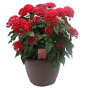 Spring Creek Growers Red Velvet Graffiti Pentas Potted Plant - Shop ...