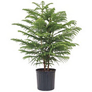 United Nursery Norfolk Island Pine United Nursery Norfolk Island Pine